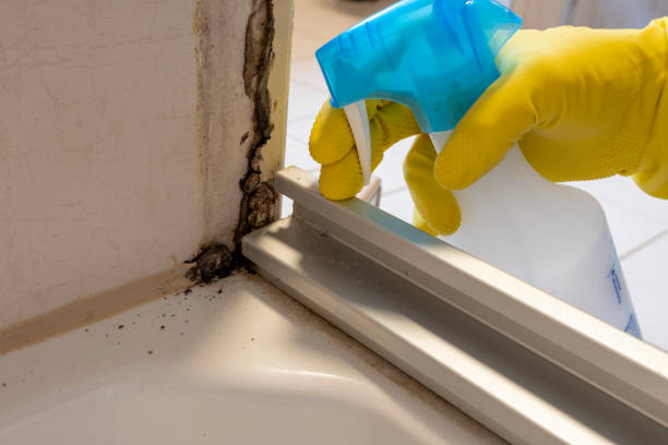 Best Attic Mold Remediation in Konterra, MD